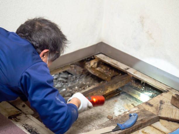 Stamford, TX Mold Remediation Company