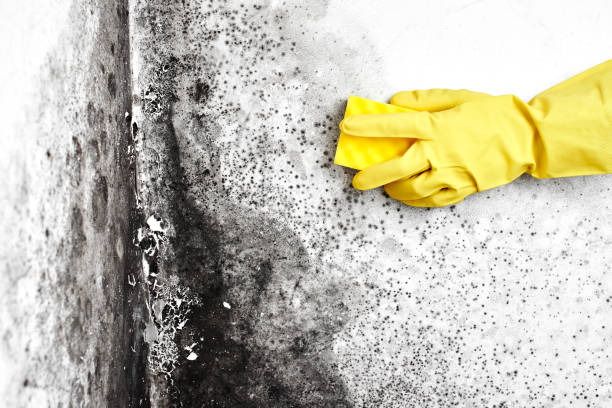 Best DIY Mold Remediation Support Services in Stamford, TX