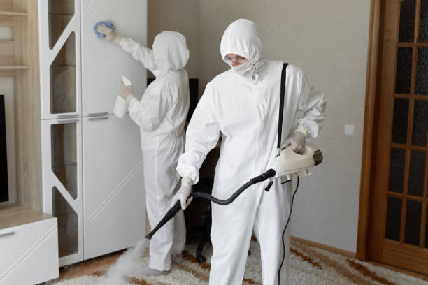 Best Basement Mold Remediation in Stamford, TX