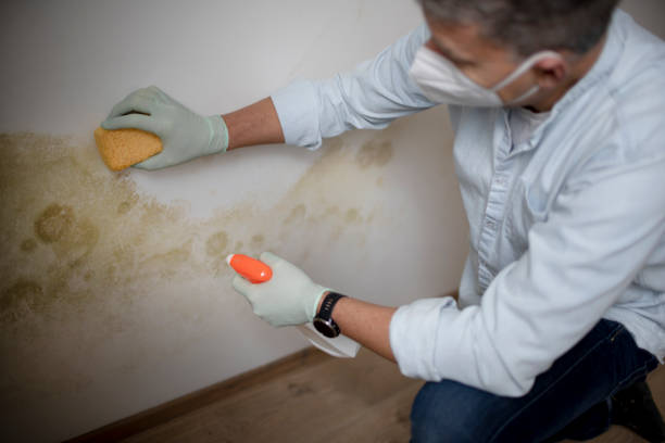 Best Mold Remediation for Specific Building Types in Stamford, TX