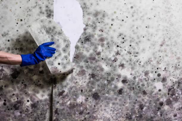 Best Crawl Space Mold Remediation in Stamford, TX