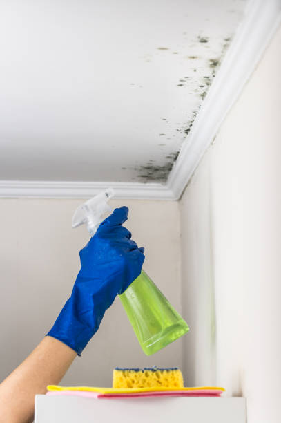 Best Residential Mold Remediation in Stamford, TX