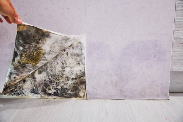 Best Localized Mold Remediation (e.g., coastal areas, humid climates) in Stamford, TX